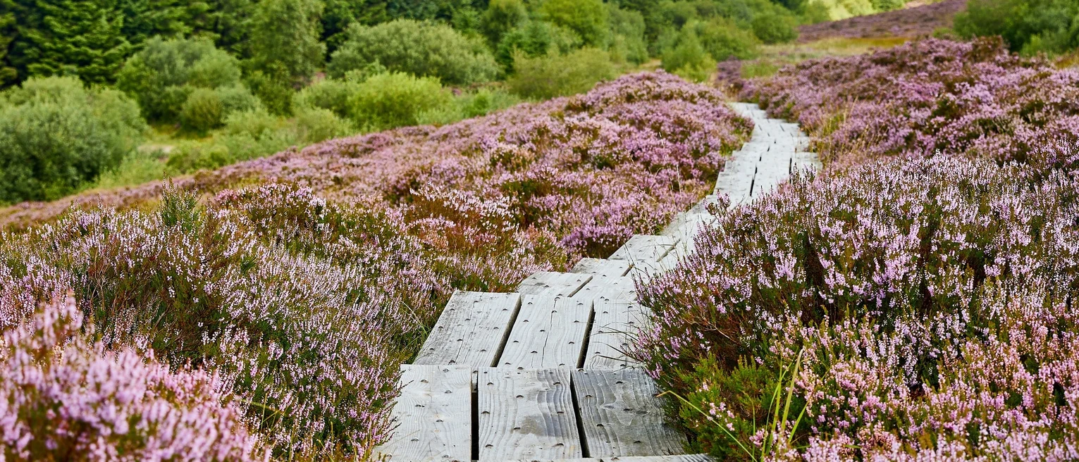 Scenic image of nature