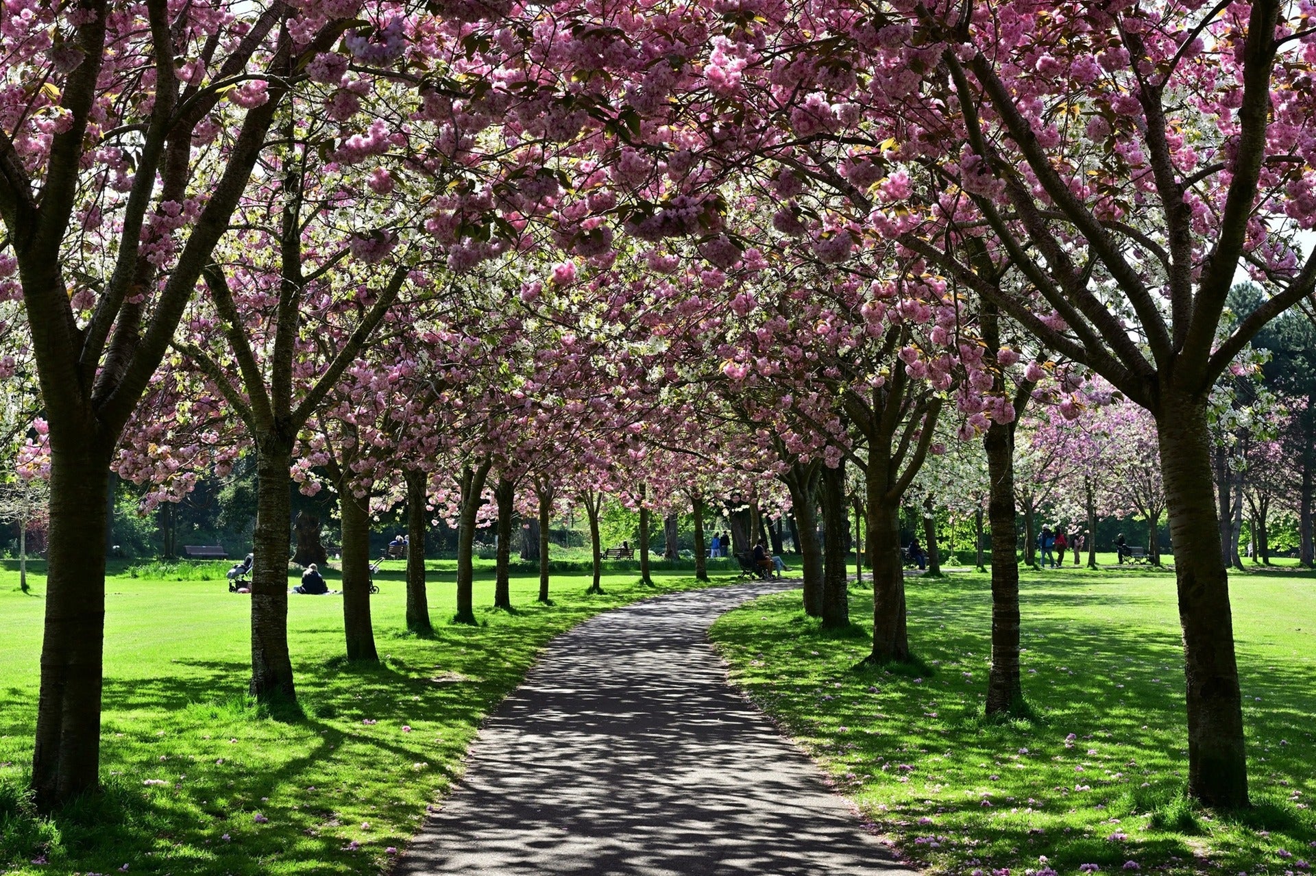 Spring in Ireland webinar