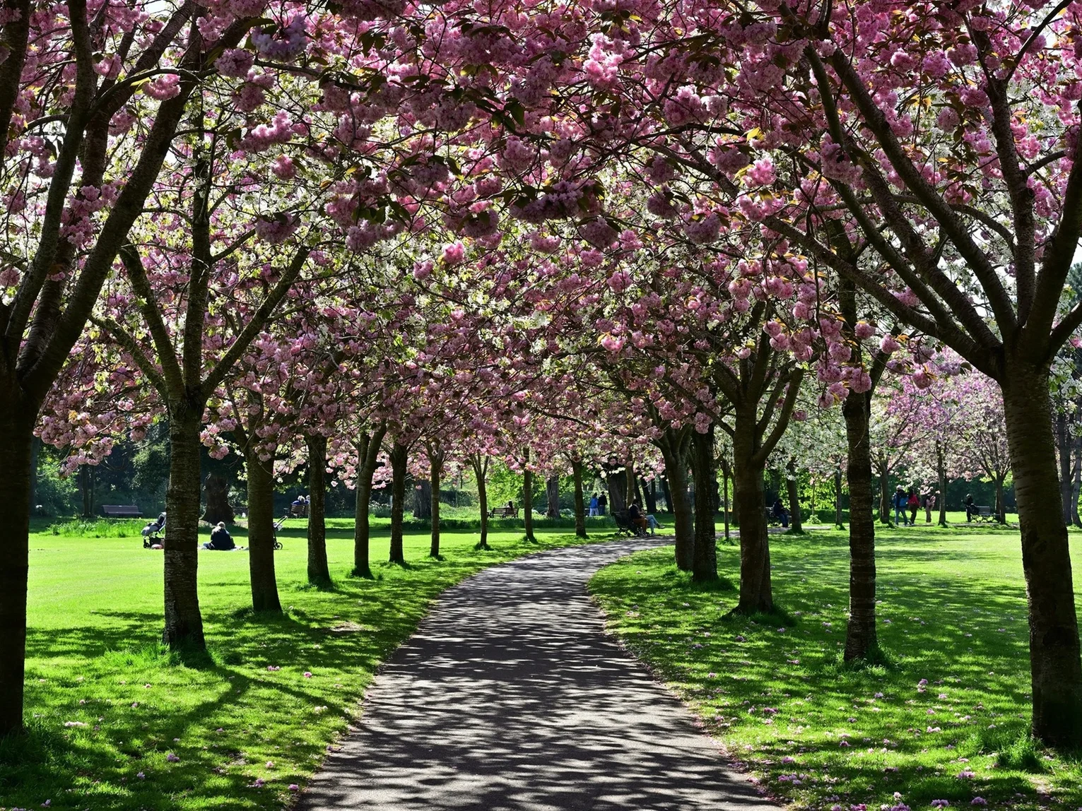 Spring in Ireland webinar