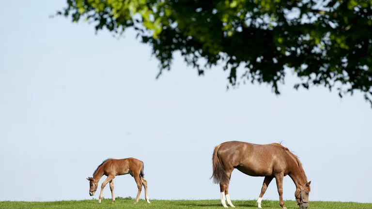Two horses in a filed at the National Stud in Kildare