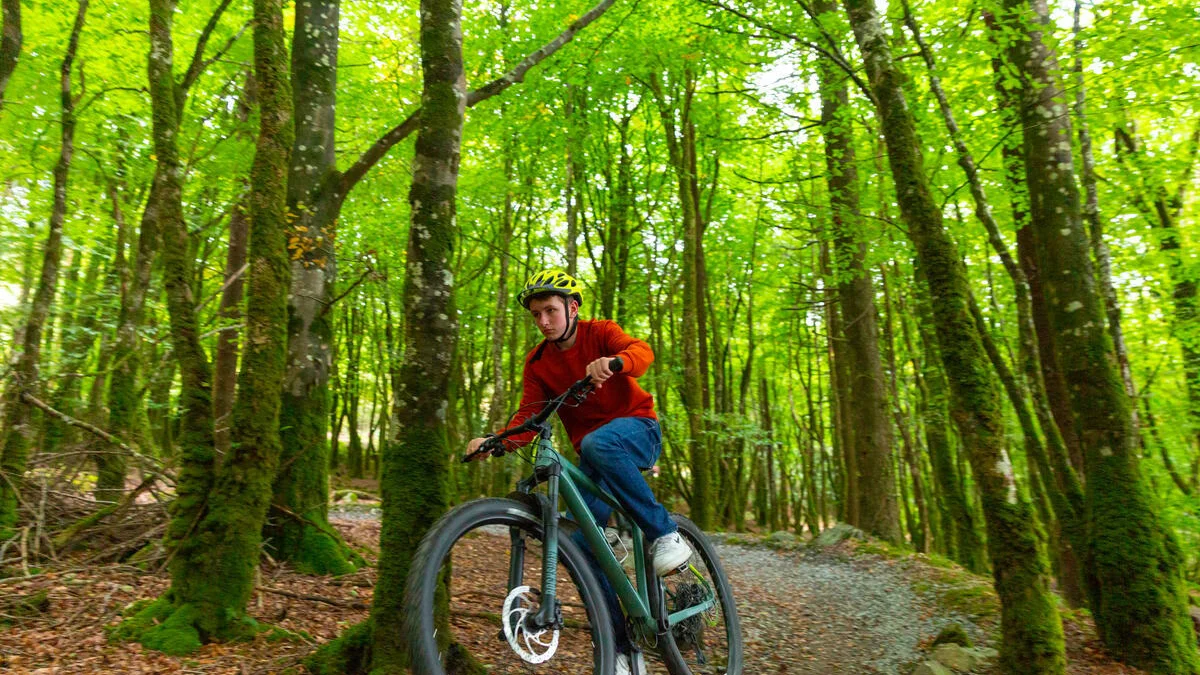 A person on a mountain bike descends a mountain bike trail in a green forest.