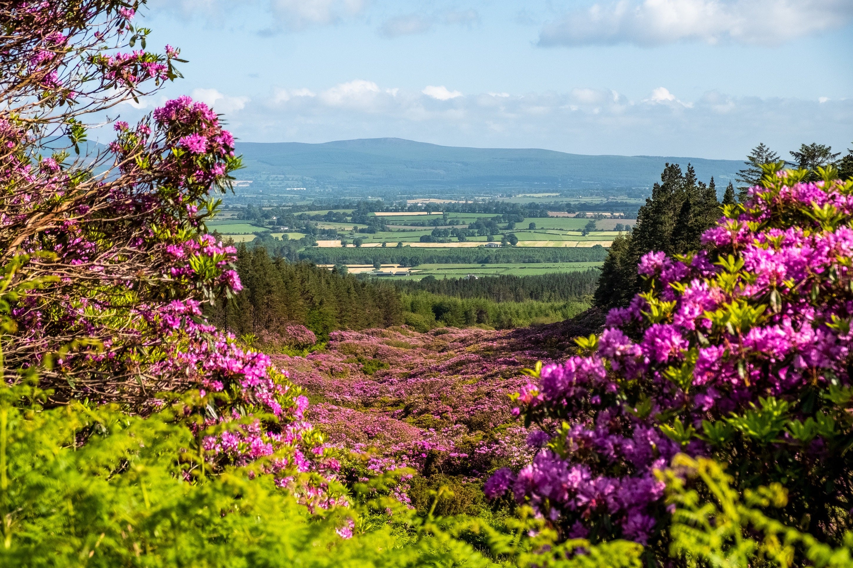A landscape with purple flowers and trees