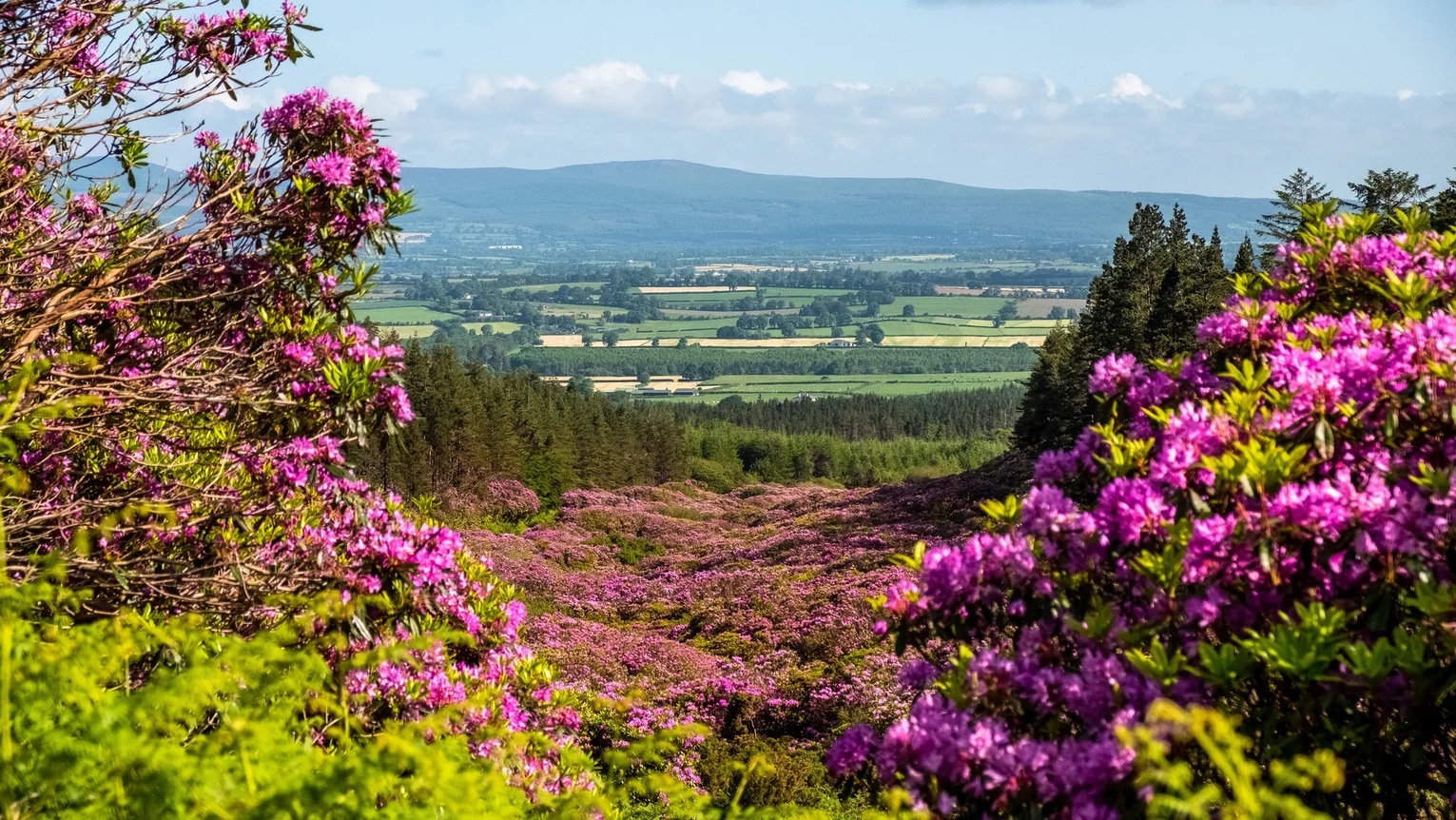 A landscape with purple flowers and trees